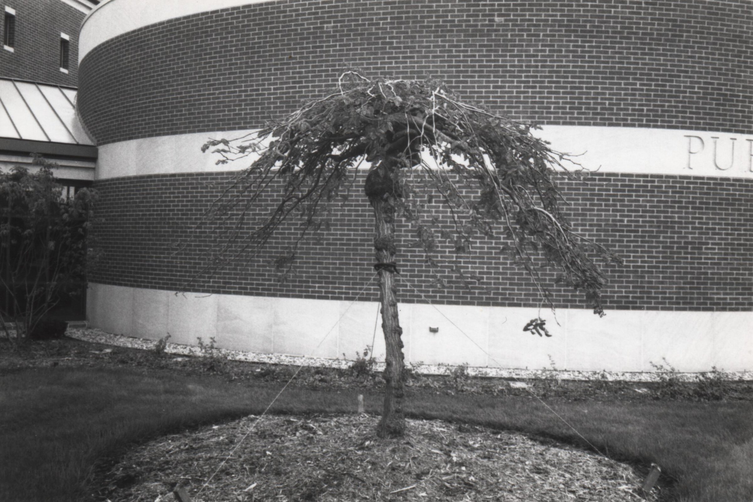 New Camperdown Elm 1992